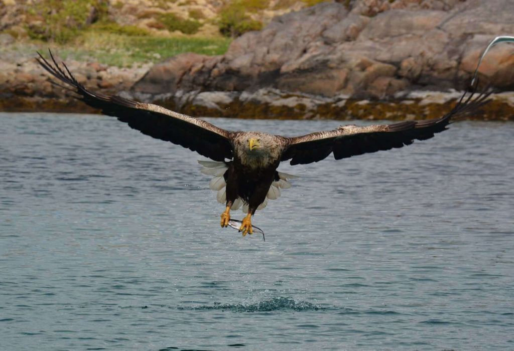 Sea Eagle Safari